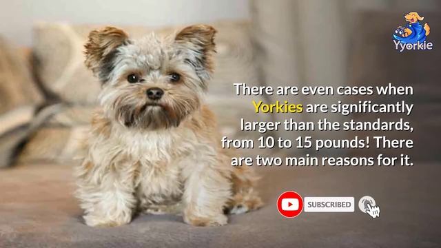 This Is How Much Your Yorkie Should Weigh (And The Two Main Reasons Why)