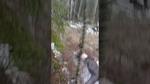 Волки зарезали лося. Ставим петли.
