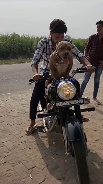 Aman and bully🐶 meets Rock !🤯  @RitikDogKennel177  #amanandbully #americanbully