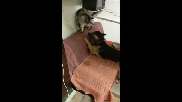 Овчарка. Пес. Собака. Кот. Том и Коты