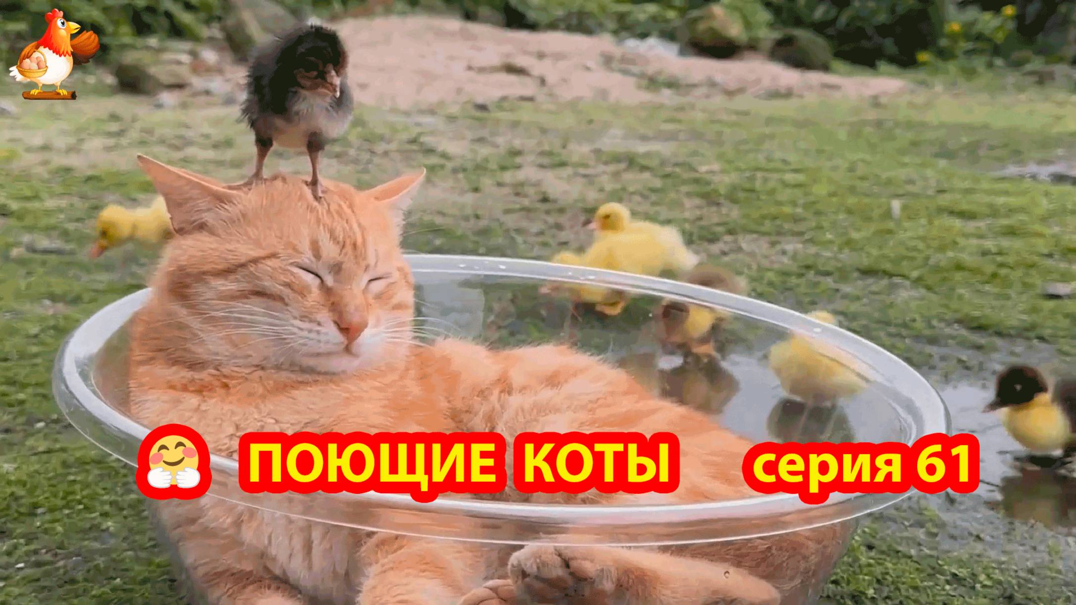 Крутые коты у птичьего двора серия 61 🐈🐈⬛😹 Природа Абхазии и подворье с птицами и животными ❣️