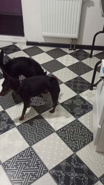 Хорошие собачки