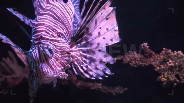 Lionfish (Pterois volitans) Stock Video