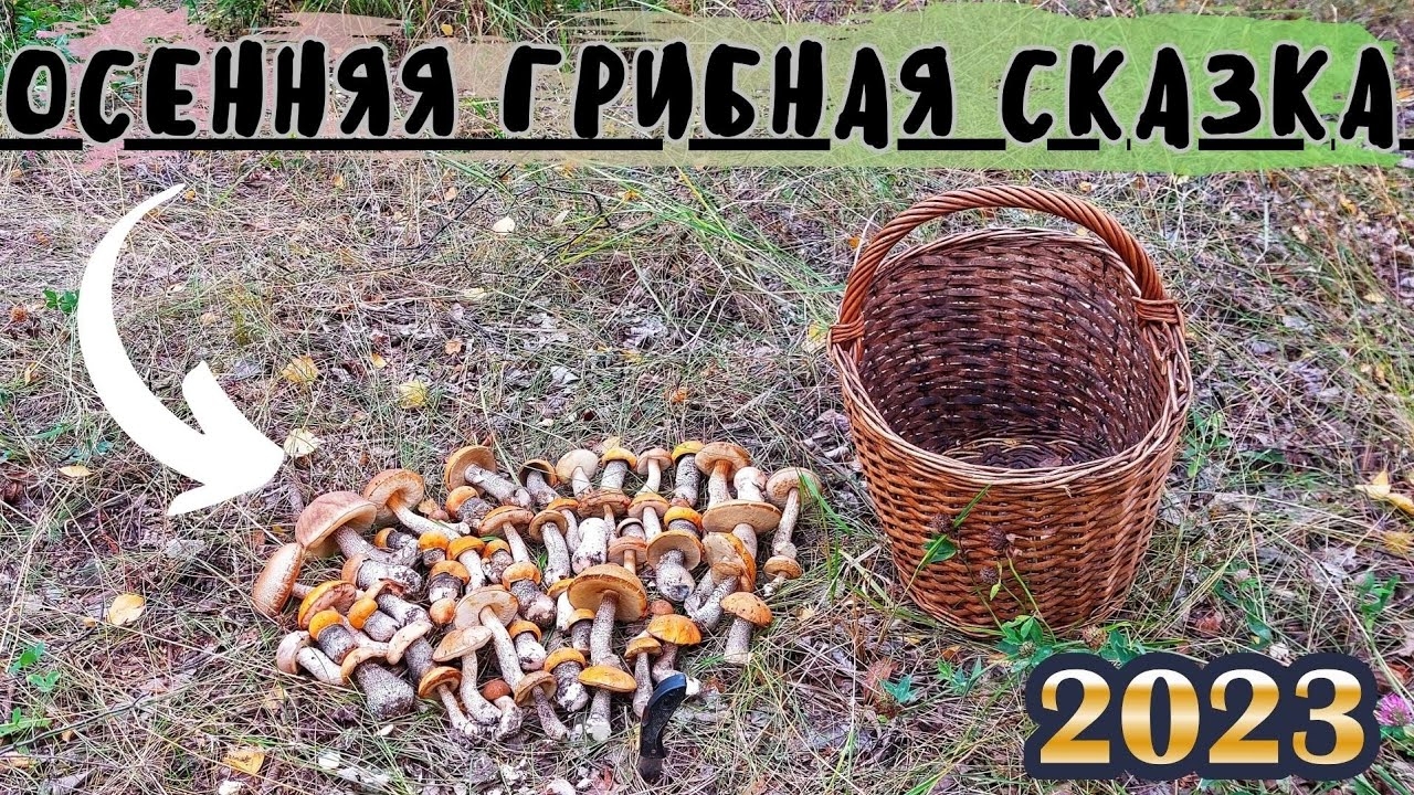 ГРИБНИК в Сказке! Осенние ГРИБНЫЕ приключения! Грибы!