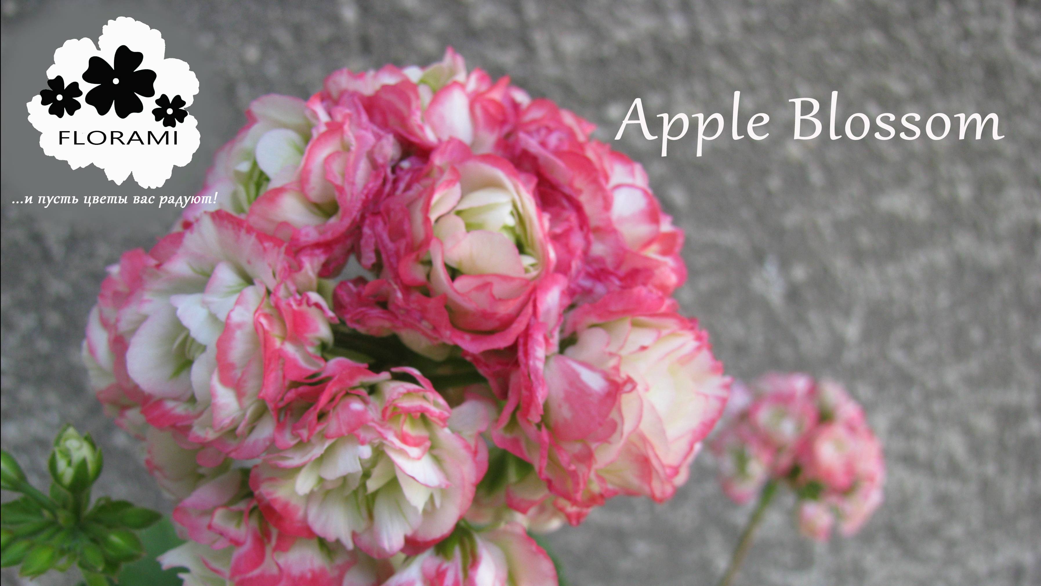 Apple Blossom