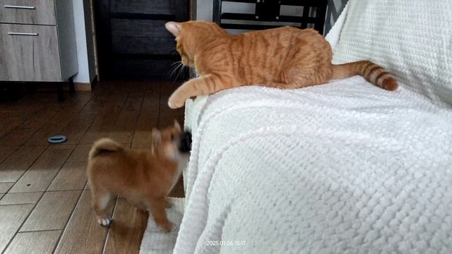 атака не Семёна