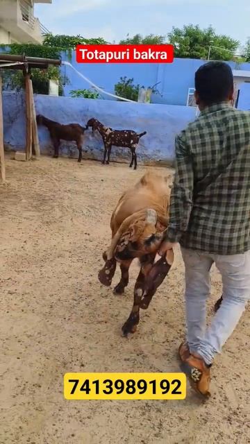 100 kg totapuri bakra #shorts #बकरीपालन #bakripalankaisekare #goatfarming #bakripalan