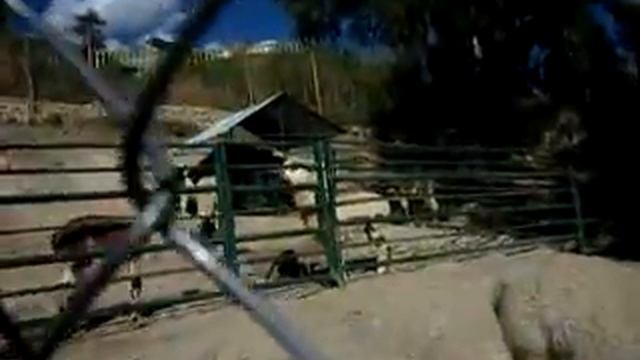 Alpaca and Vicuña in the Zoo in Huancayo, Peru