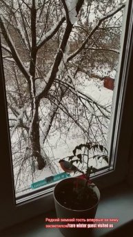 Редкий птиц_Rare bird