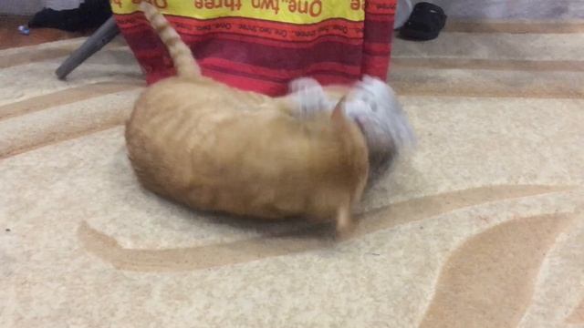 #Кот рыжик и Зевс играют