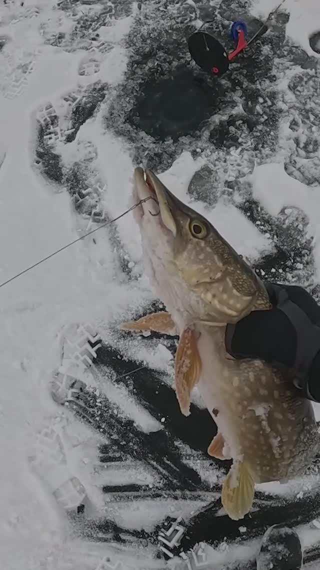 Щука АТАКУЕТ жерлицы! #shorts #35metalloff #рыбалка #вологда #fishing #like #щука #озеро #зима