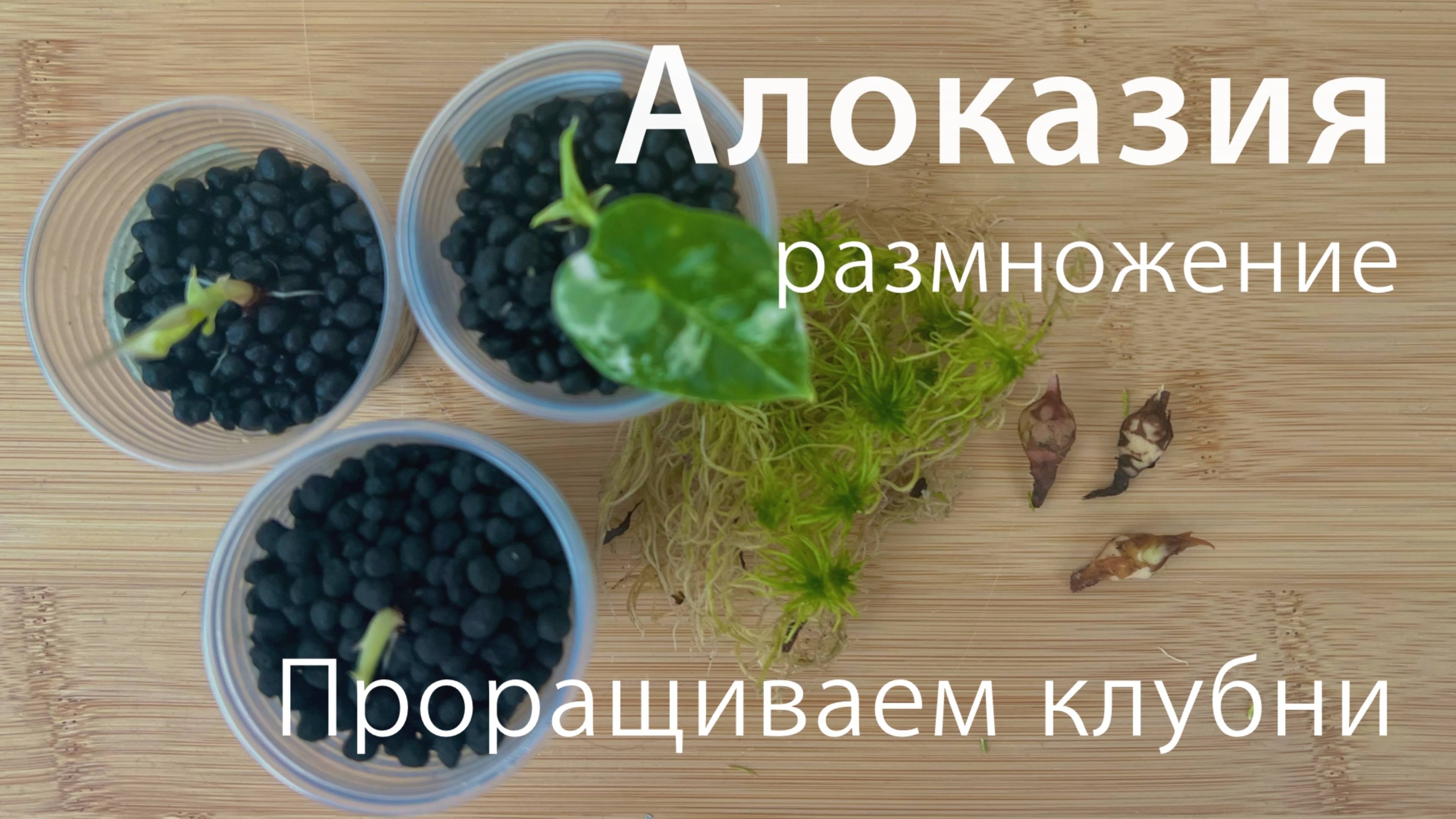 №107. Алоказия, размножение клубнями. Как вырастить и прорастить клубень алоказии?