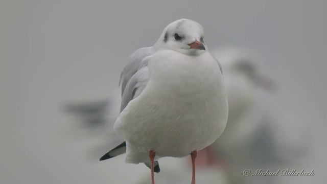 Black-headed Gull (Chroicocephalus ridibundus, Larus ridibundus) / Lachmöwe