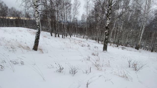 Прогулка по лесу