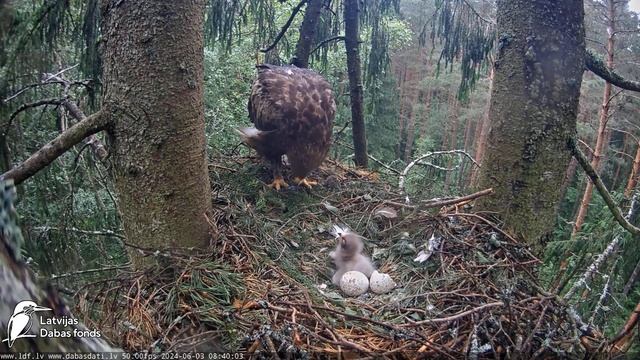 Mazais ērglis , ligzda eglē, Zemgale-Latvia 03.06.2024 08:35