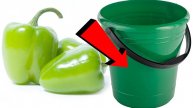 Как вырастить болгарский перец За 3 Секунды!