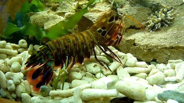 Odontodactylus scyllarus - Clown Fangschreckenkrebs - mantis shrimp