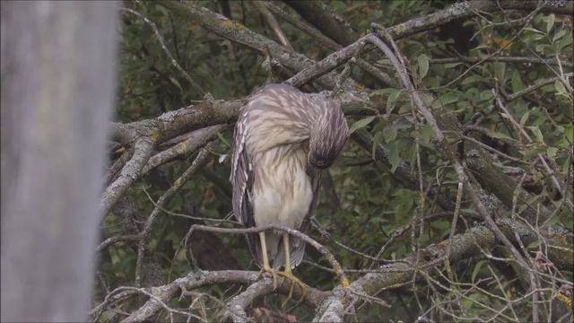 Preening Black-crowned Night Heron - Nycticorax nycticorax - Kwak / Harchies - Belgium / 10-10-2016