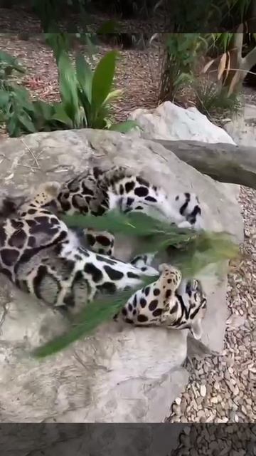 Big Cat Tenderness.