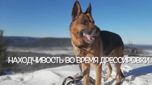 Находчивость в дрессировке.