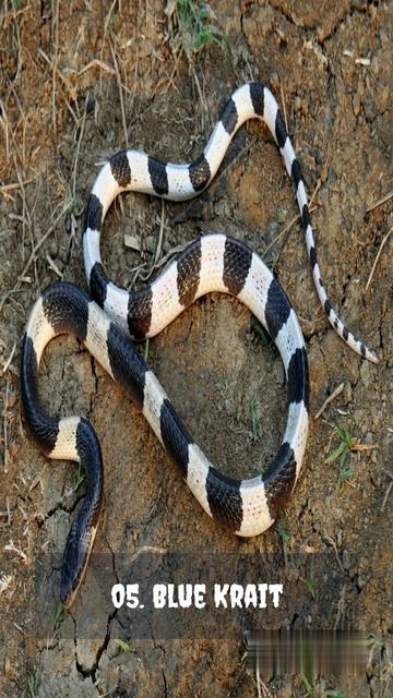 10 Most Venomous Snakes You Should Know It