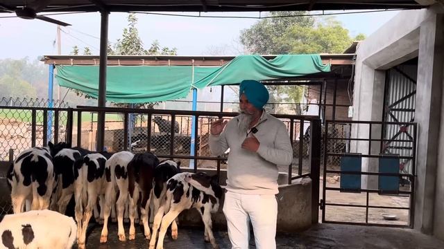 HOW TO INCREASE CALF'S  WEIGHT  MORE THAN 90kg IN 90 DAYS| AULAKH DIARY FARM | RAMPURA PHUL |