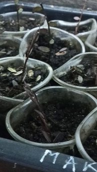 как я черенкую клюкву новый сорт мак фарлин