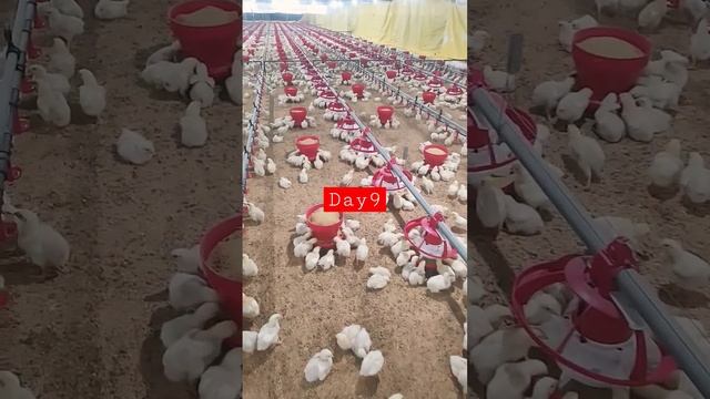 environment control poultry farming day9 #poultry #farming #poultryfarming #youtubeshorts #chicken