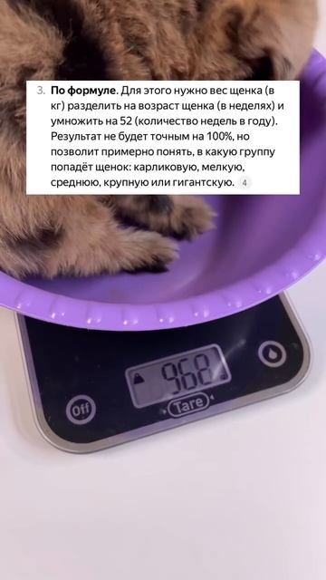 Первое взвешивание нашего хвостика