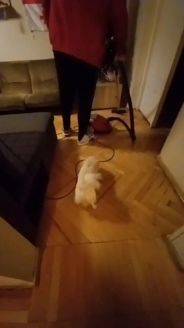 62. Собака гавкает на пылесос / Dog barks at vacuum cleaner 😀😀😀 #dog #pets