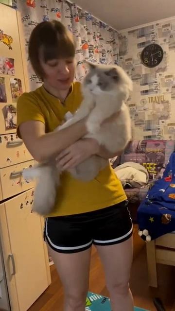 Кото-обзор настоящего-качественного кота рэгдолла.

На видео наш выпускник Сэмик, о нем также можно