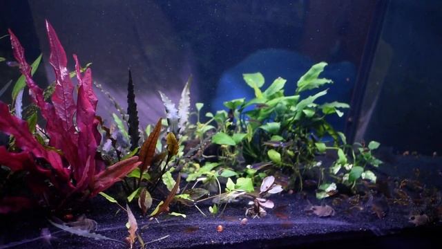 Ultimate Recovery Aquarium