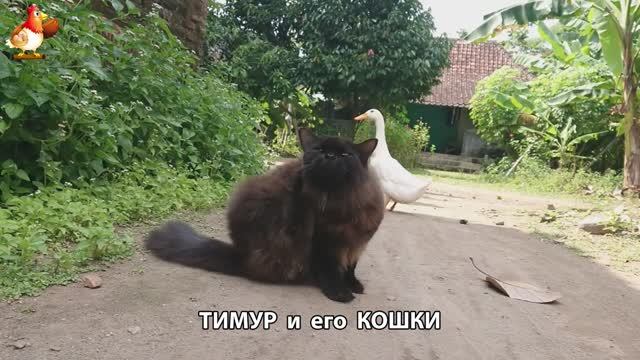 Пекинский селезень Тимур и его кошки 🥰 серия (56)