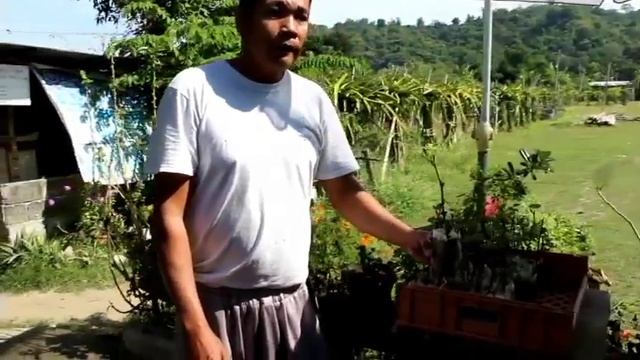 GAPUZ GRAPES FARM I BAUANG LA UNION PHILIPPINES