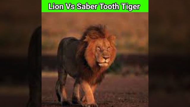 Lion Vs Saber Tooth Tiger इनमें से कौन जीतेगा | Lion vs Saber Tooth Tiger fight #shorts