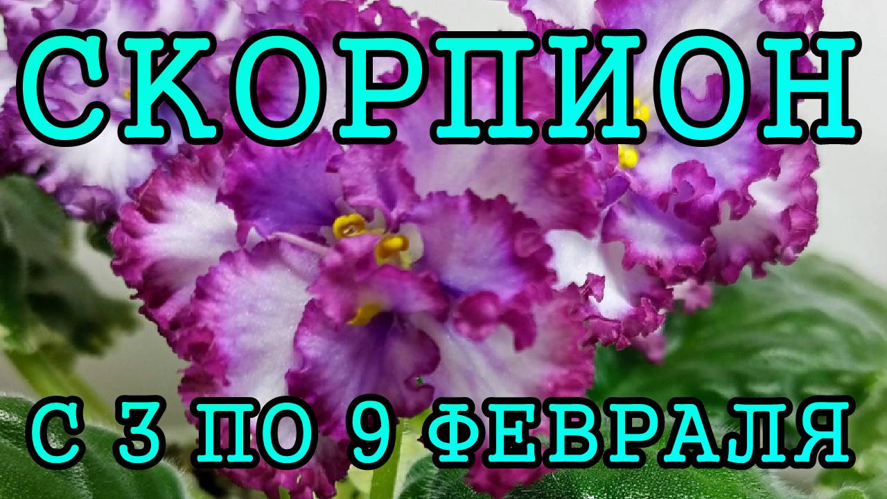 СКОРПИОН таро прогноз на неделю с 3 по 9 ФЕВРАЛЯ 2025 года.