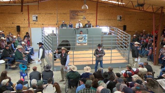 Arntzen Angus Sale Day 2016