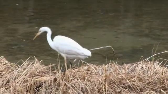 Grande aigrette, le 22-02-11