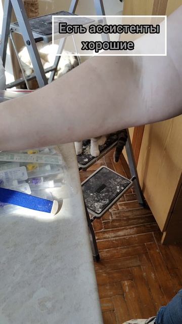 У Шелка важный день. к нам приехала вет врач.