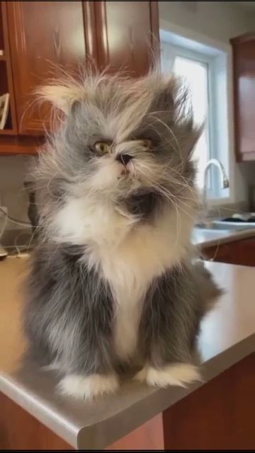 Ёшкин кот ツ