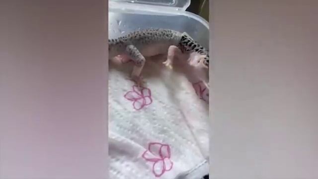 5 Приколы С Животными