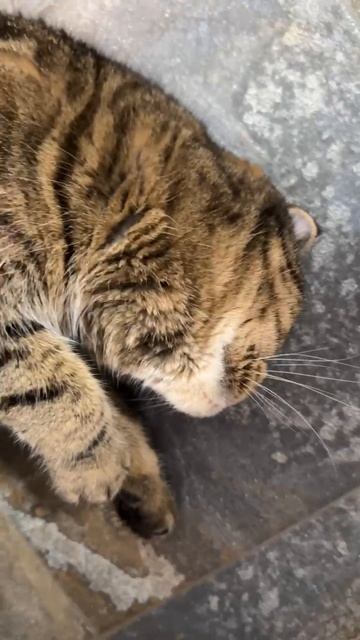 ЧЕССИ🐯ГЛАЗАСТАЯ ПРЕЛЕСТЬ🧩