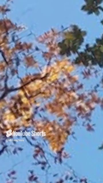 волшебная природа.mp4