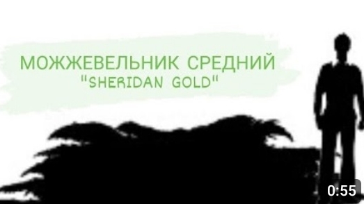 МОЖЖЕВЕЛЬНИК СРЕДНИЙ ШЕРИДАН ГОЛД "SHERIDAN GOLD"