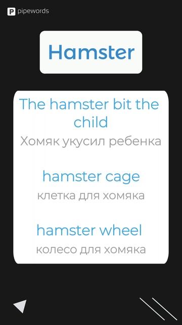 Английские слова - Hamster  #english #английскийязык