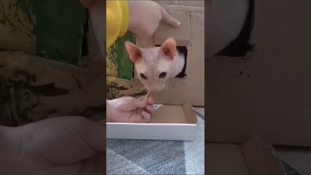 мой кот очень любит лакомство аж не хочет выходить из домика