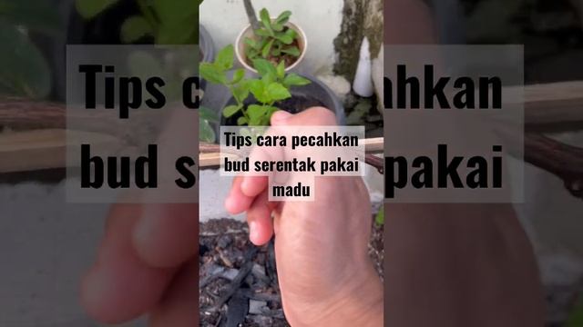 Tips pecahkan mata bud pada pohon anggur agar tumbuh merata menggunakan madu.