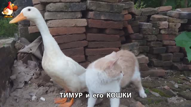 Пекинский селезень Тимур и его кошки 🥰 серия (58)