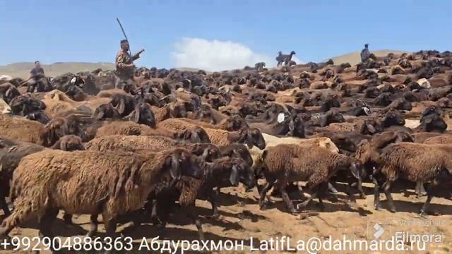 Гиссарские овцы и аборигенные САО саги дахмарда Абдурахмона. По дорогам перегона