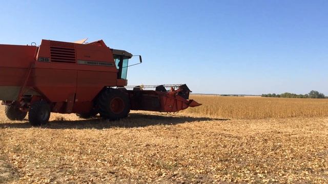 Massey Ferguson 38 Обмолот сої 29.08.2019